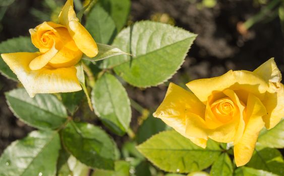 Beautiful yellow rose growing in the garden on a Sunny summer day.