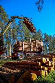 Crane in forest loading logs in the truck. Timber harvesting and transportation in forest. Transport of forest logging industry and forestry industry.

