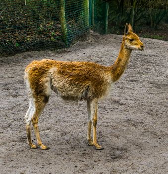 Portrait of a vicuna standing in the stand, related specie to the camel and alpaca, mountain animal from the andes of Peru