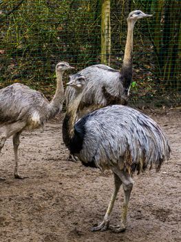 portrait of a American rhea in closeup with 2 other rheas in the background, Near threatened flightless bird from America