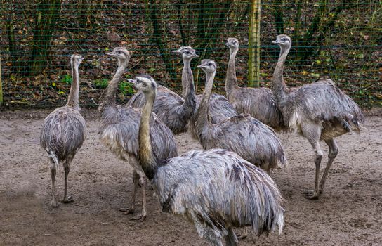 animal family of common rheas together, group of of flightless birds, Near threatened animals from America