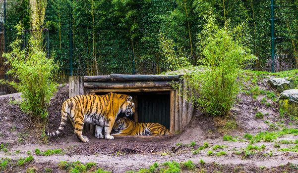 two siberian tigers together one standing and laying in a hut, Endangered animals from Russia