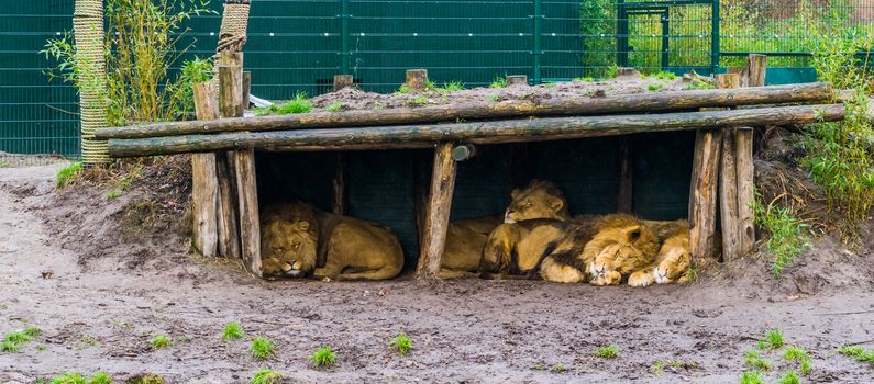lion family sleeping together in a hut, vulnerable animals from Africa