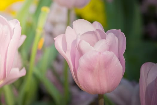 Beautiful bouquet of tulips. colorful tulips. nature background