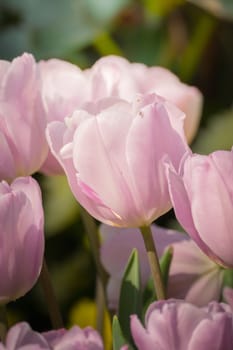 Beautiful bouquet of tulips. colorful tulips. nature background