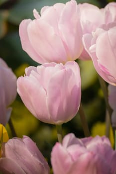 Beautiful bouquet of tulips. colorful tulips. nature background