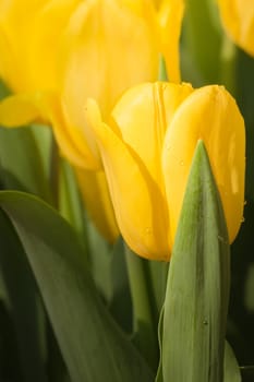 Beautiful bouquet of tulips. colorful tulips. nature background