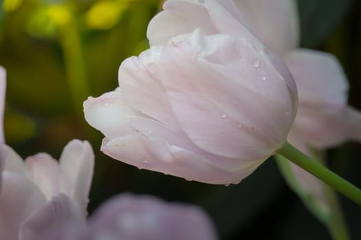 Beautiful bouquet of tulips. colorful tulips. nature background