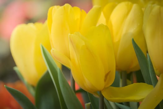 Beautiful bouquet of tulips. colorful tulips. nature background