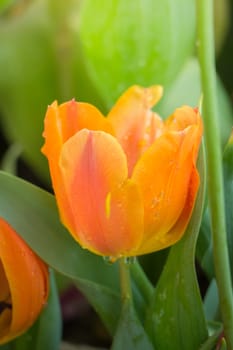 Beautiful bouquet of tulips. colorful tulips. nature background