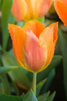 Beautiful bouquet of tulips. colorful tulips. nature background