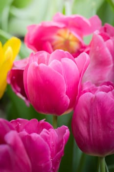 Beautiful bouquet of tulips. colorful tulips. nature background