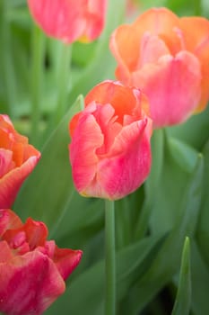 Beautiful bouquet of tulips. colorful tulips. nature background