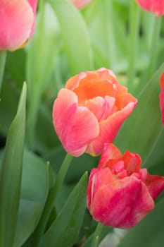 Beautiful bouquet of tulips. colorful tulips. nature background