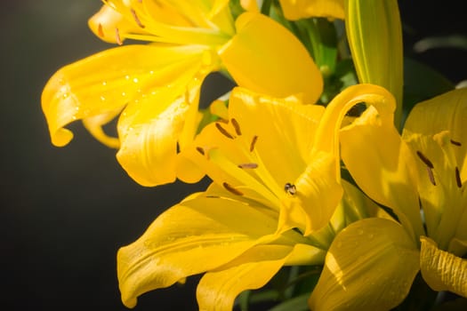 The background image of the colorful flowers, background nature