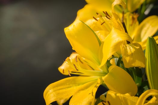 The background image of the colorful flowers, background nature