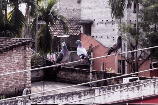 Three pigeons sitting on an electric cable. Bird sitting on electric wire in city background.