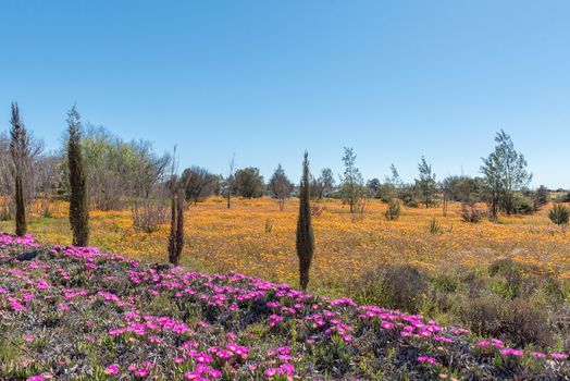 Wild flowers in Nieuwoudtville in the Northern Cape Province