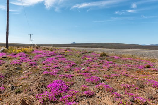 Landscape with wild flowers next to road R27 between Nieuwoudtville and Calvinia in the Northern Cape Province
