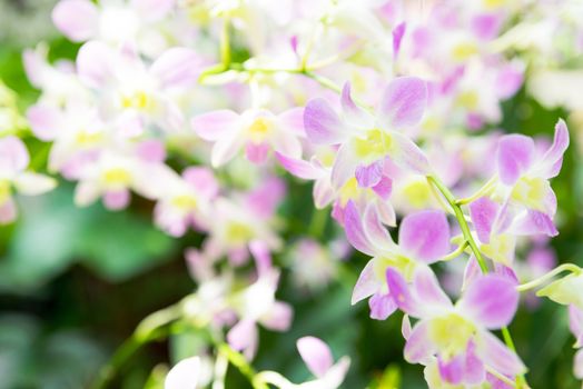 Beautiful pale pink orchid flowers in tropical garden