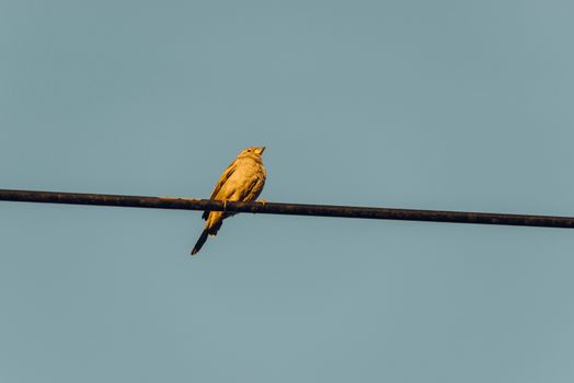 Sparrow perched on an electric cable