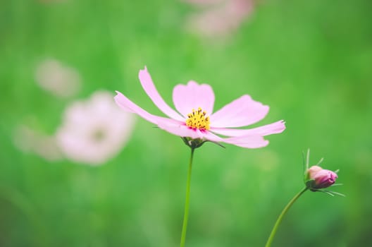 pink cosmos flower blooming in the green field, hipster tone