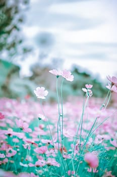 white cosmos flower blooming in the green field, hipster tone