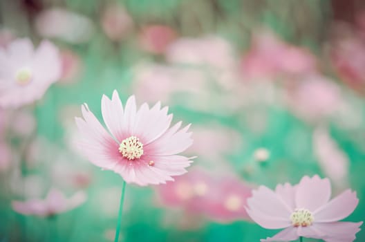 pink cosmos flower blooming in the green field, hipster tone