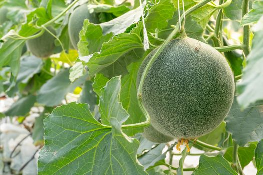 young sprout of green melon plants growing in greenhouse supported by string nets