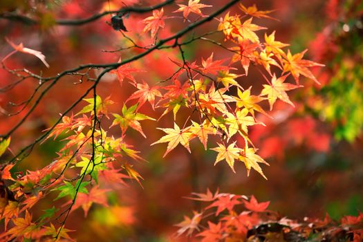 Colorful japanese maple (Acer palmatum) leaves during momiji season at Kinkakuji garden, Kyoto, Japan