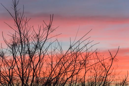 High aerial view of city park during dramatic sunrise with top tree bare branches in wintertime