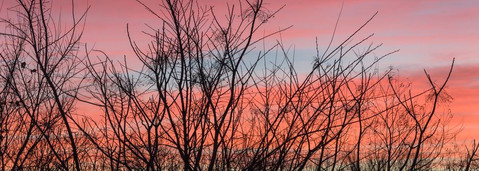 Panorama view high aerial view of city park during dramatic sunrise with top tree bare branches in wintertime