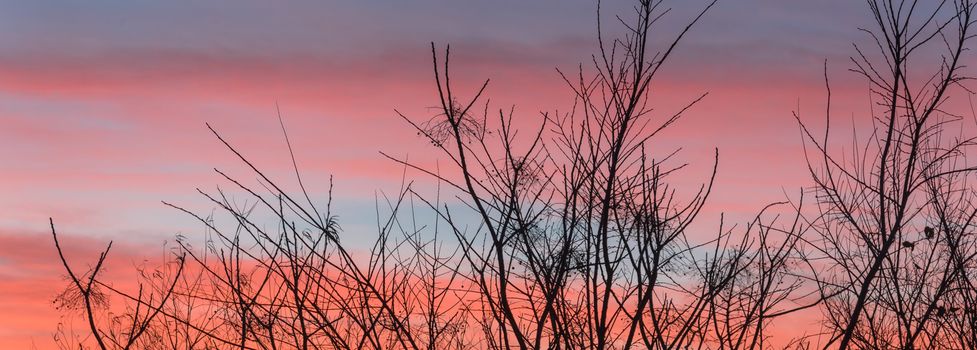 Panorama view high aerial view of city park during dramatic sunrise with top tree bare branches in wintertime