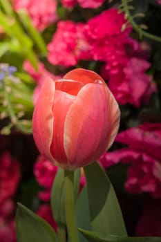 The background image of the colorful flowers, background nature