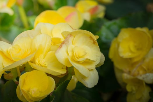 The background image of the colorful flowers, background nature