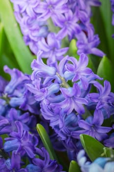 The background image of the colorful flowers, background nature