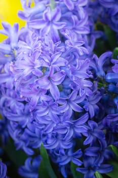 The background image of the colorful flowers, background nature