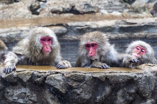 The Snow Monkey (Japanese macaque) enjoyed the hot spring in winter at Jigokudani Monkey Park of Nagano, Japan.