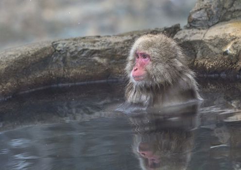 The Snow Monkey (Japanese macaque) enjoyed the hot spring in winter at Jigokudani Monkey Park of Nagano, Japan.