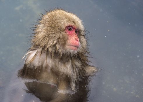 The Snow Monkey (Japanese macaque) enjoyed the hot spring in winter at Jigokudani Monkey Park of Nagano, Japan.