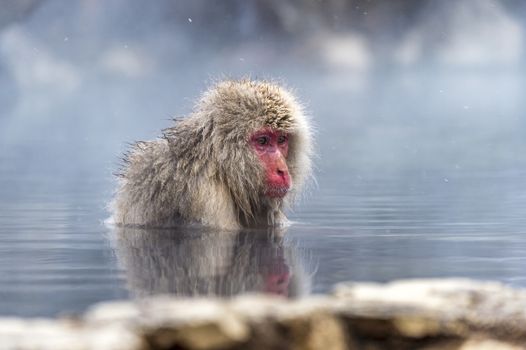 The Snow Monkey (Japanese macaque) enjoyed the hot spring in winter at Jigokudani Monkey Park of Nagano, Japan.