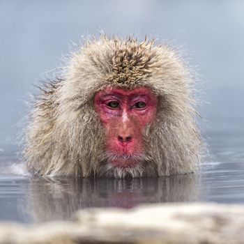 The Snow Monkey (Japanese macaque) enjoyed the hot spring in winter at Jigokudani Monkey Park of Nagano, Japan.