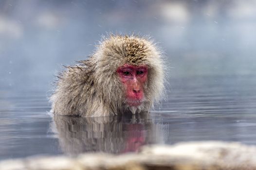 The Snow Monkey (Japanese macaque) enjoyed the hot spring in winter at Jigokudani Monkey Park of Nagano, Japan.