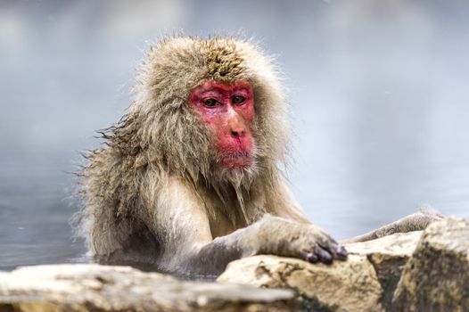 The Snow Monkey (Japanese macaque) enjoyed the hot spring in winter at Jigokudani Monkey Park of Nagano, Japan.