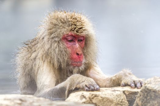 The Snow Monkey (Japanese macaque) enjoyed the hot spring in winter at Jigokudani Monkey Park of Nagano, Japan.