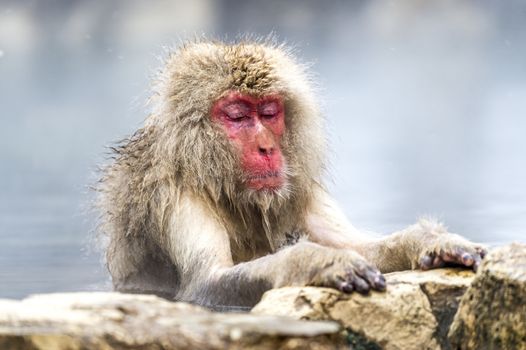 The Snow Monkey (Japanese macaque) enjoyed the hot spring in winter at Jigokudani Monkey Park of Nagano, Japan.