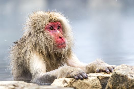 The Snow Monkey (Japanese macaque) enjoyed the hot spring in winter at Jigokudani Monkey Park of Nagano, Japan.