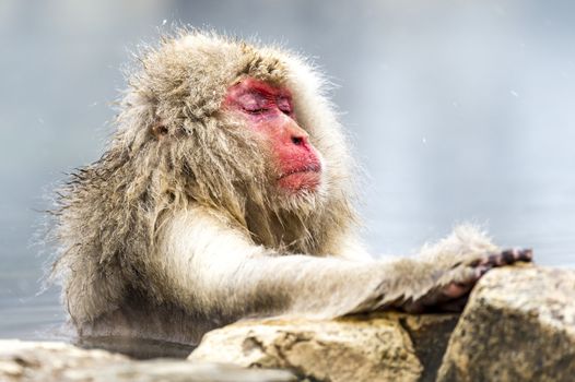 The Snow Monkey (Japanese macaque) enjoyed the hot spring in winter at Jigokudani Monkey Park of Nagano, Japan.