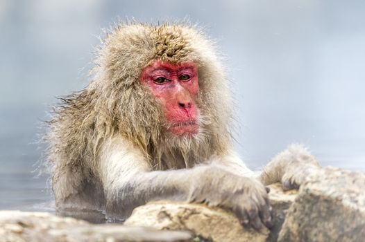 The Snow Monkey (Japanese macaque) enjoyed the hot spring in winter at Jigokudani Monkey Park of Nagano, Japan.