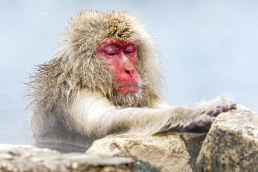 The Snow Monkey (Japanese macaque) enjoyed the hot spring in winter at Jigokudani Monkey Park of Nagano, Japan.